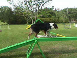 dogwalk.jpg (18453 bytes)